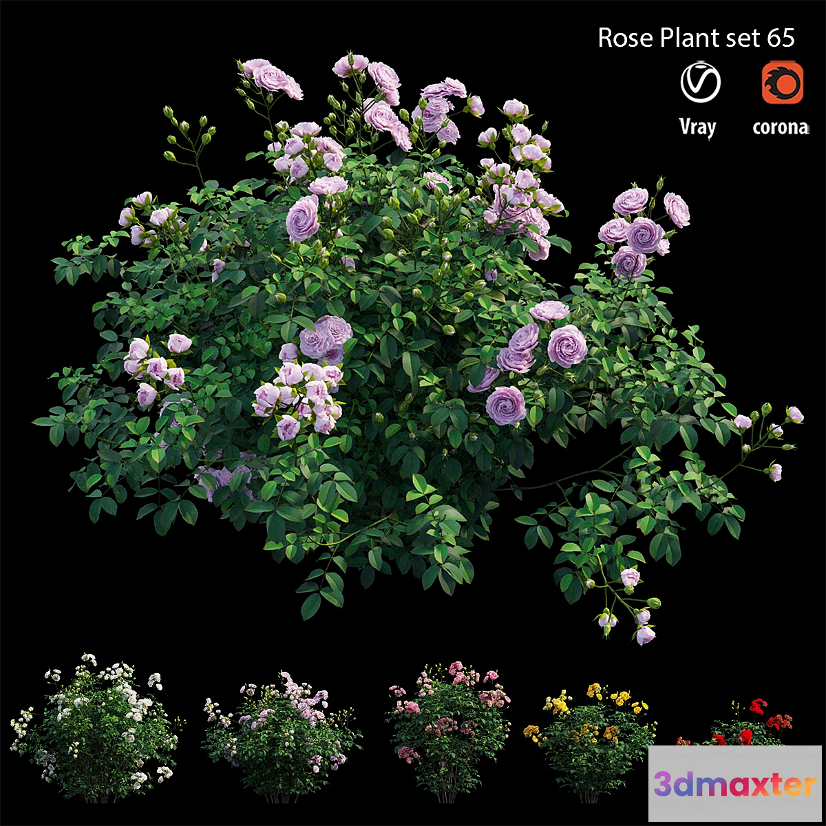 843503 - Rose plant set 65 - No.3