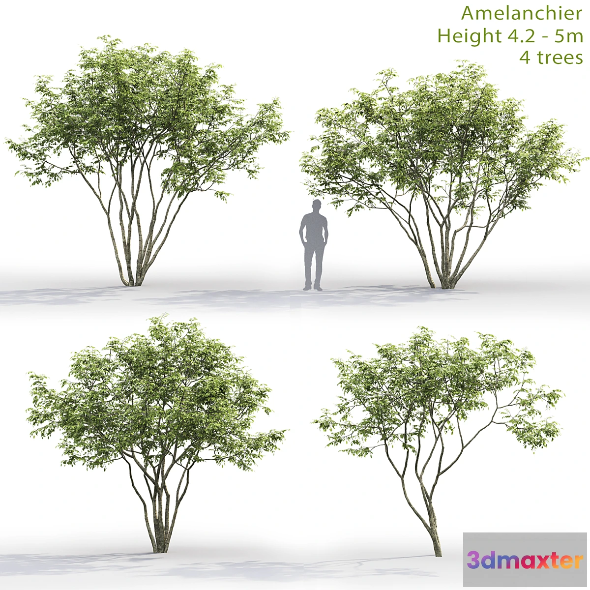 844357 - Amelanchier - No.5