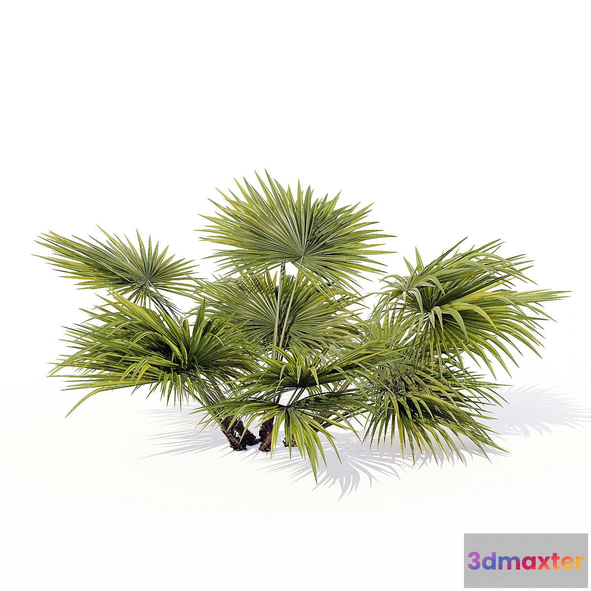 844405 - Chuniophoenix_hainanensis_01 - No.2