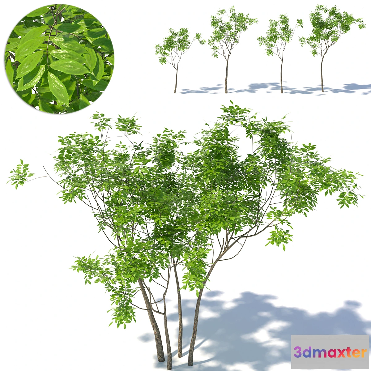 844411 - Small tree 01 - No.2