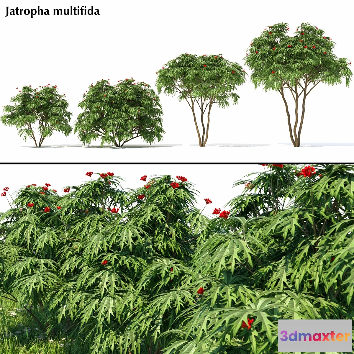 844413 - Jatropha multifida - No.2