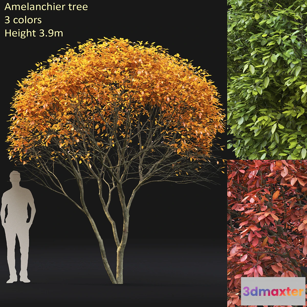 844695 - Amelanchier - No.7