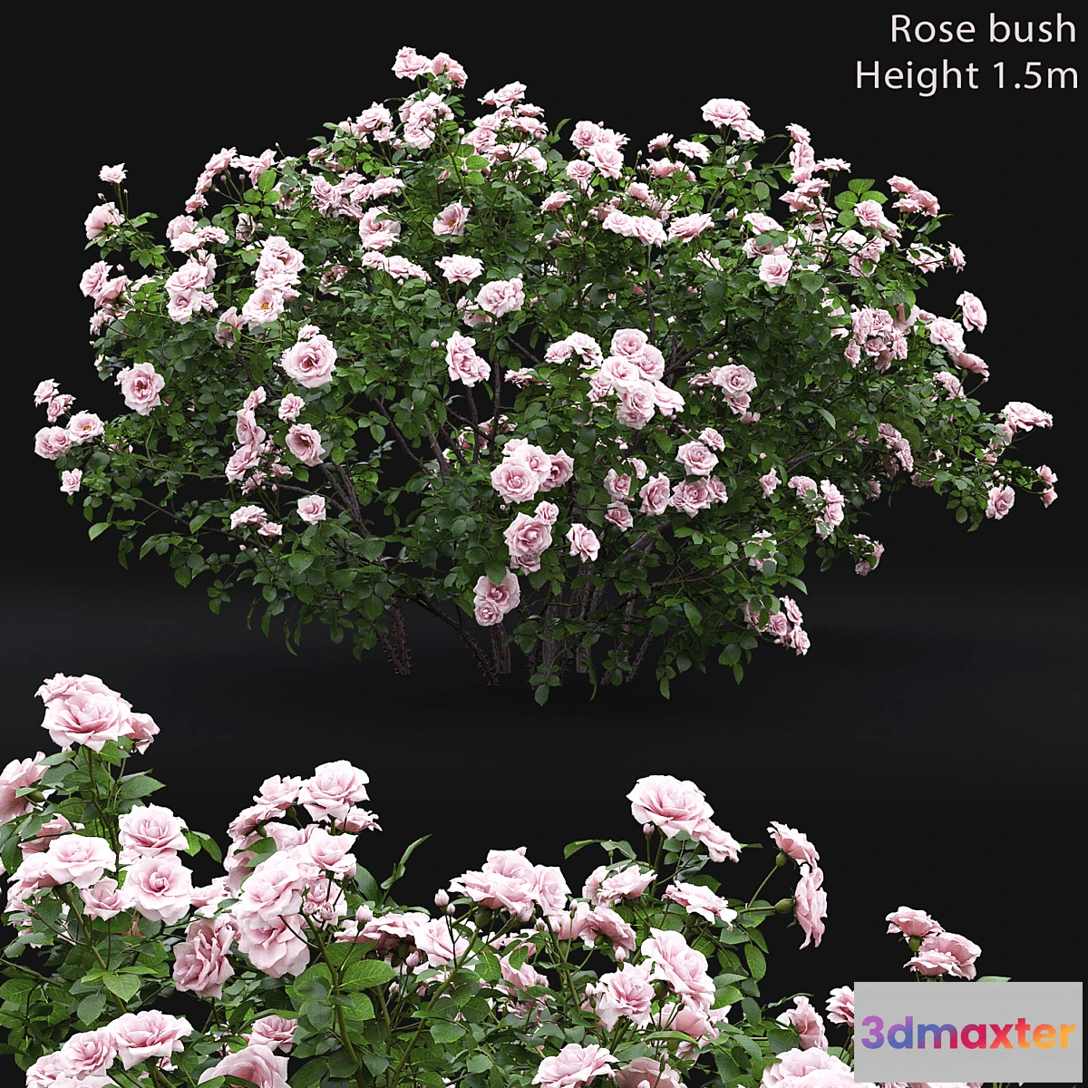 846401 - Rose bush # 4 - No.5