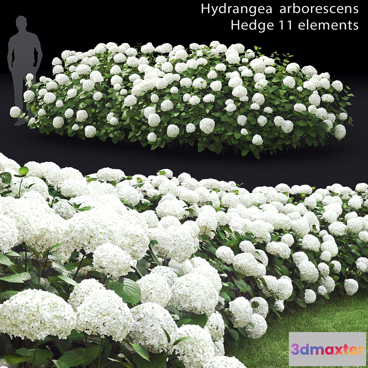 846405 - Hydrangea arborescens hedge - No.3