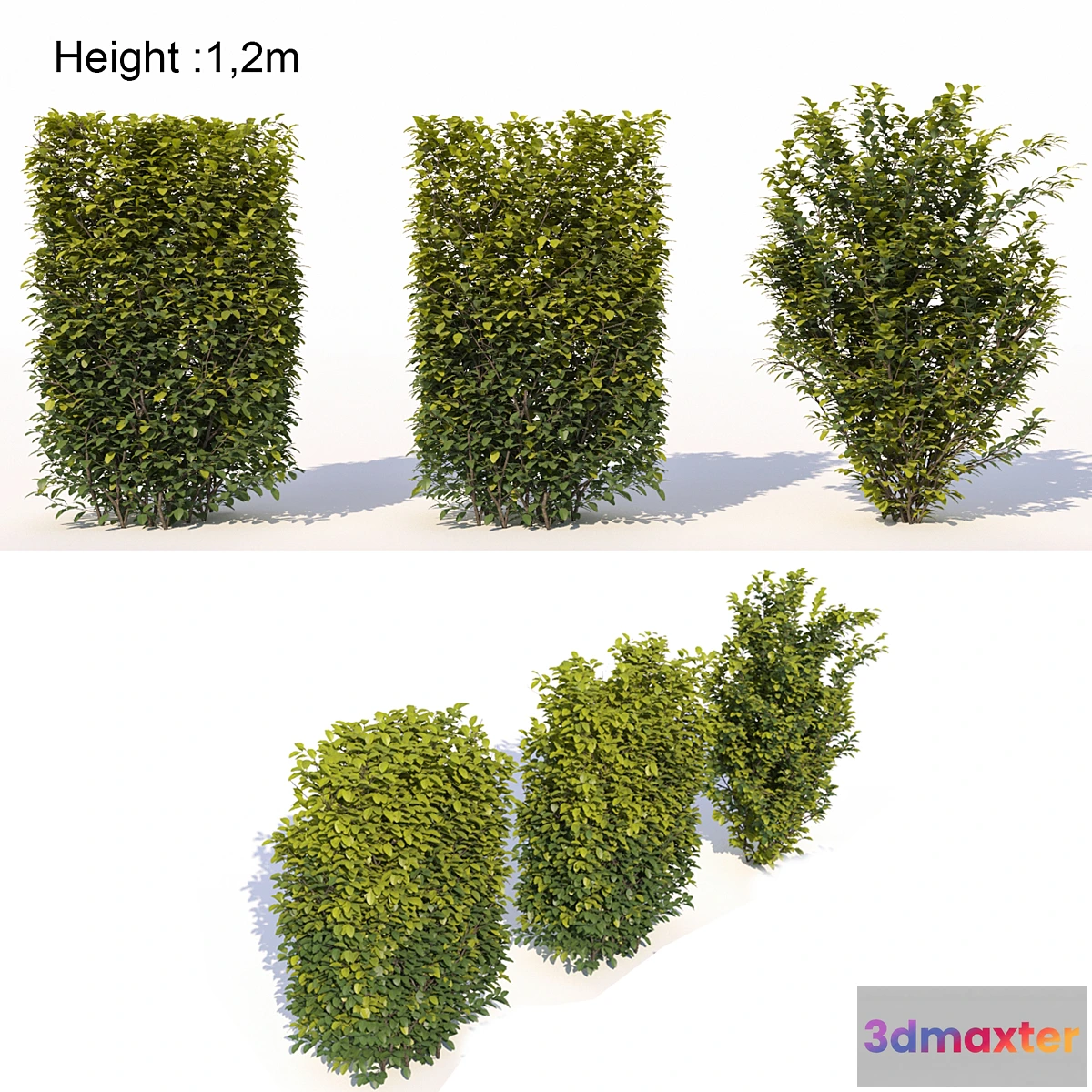 846407 - Laurus nobilis 02 - No.2