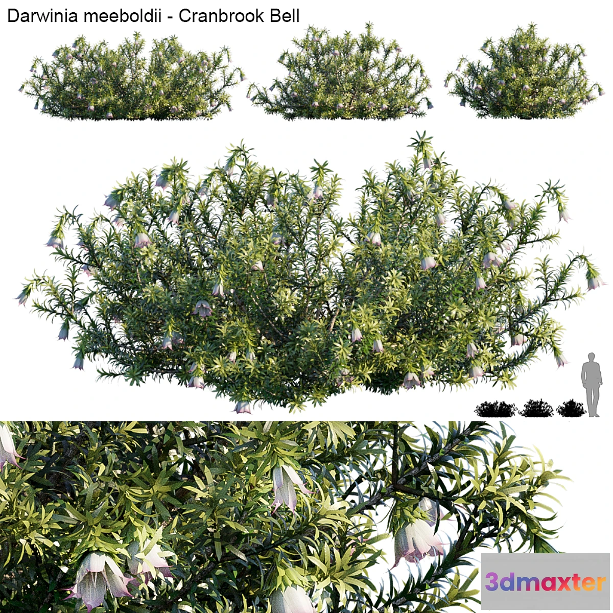 846417 - Darwinia Meeboldii  Cranbrook bell - No.2