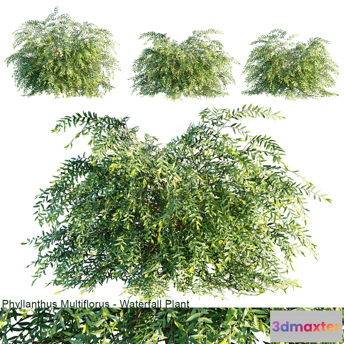 846419 - Phyllanthus Multiflorus  Waterfall plant - No.2