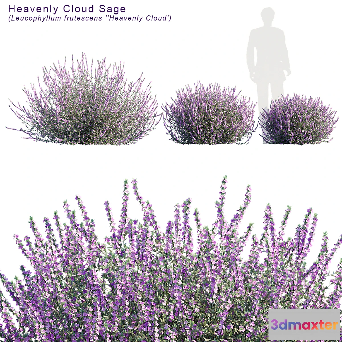 846421 - Heavenly cloud sage  Leucophyllum frutescens - No.3