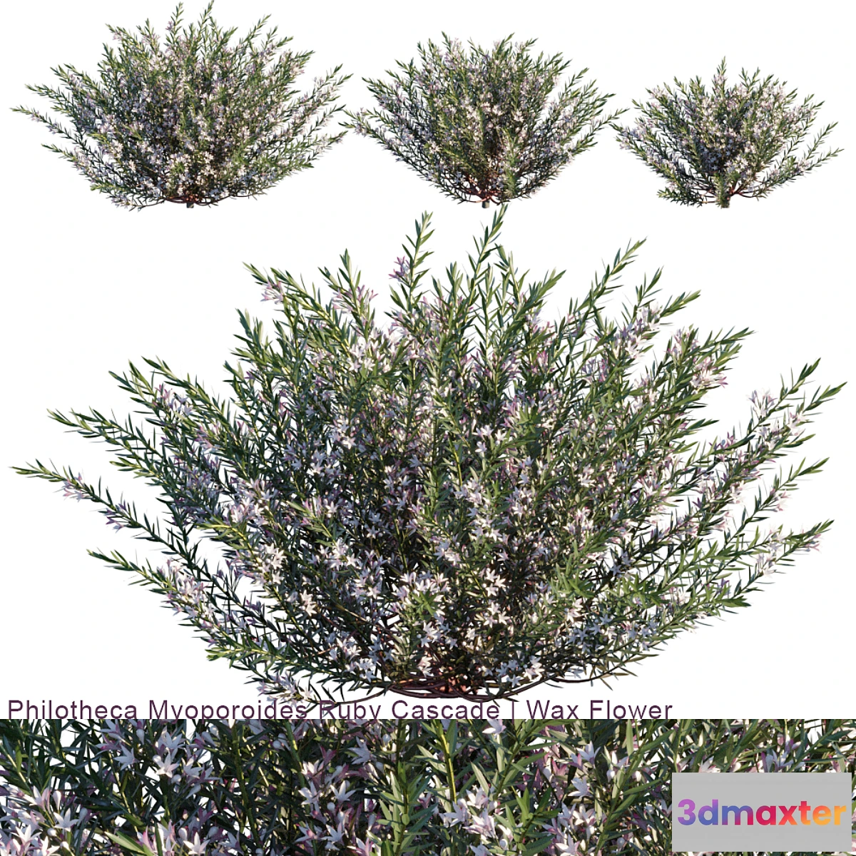 846429 - Philotheca Myoporoides Ruby Cascade  Wax Flower # 2 - No.2