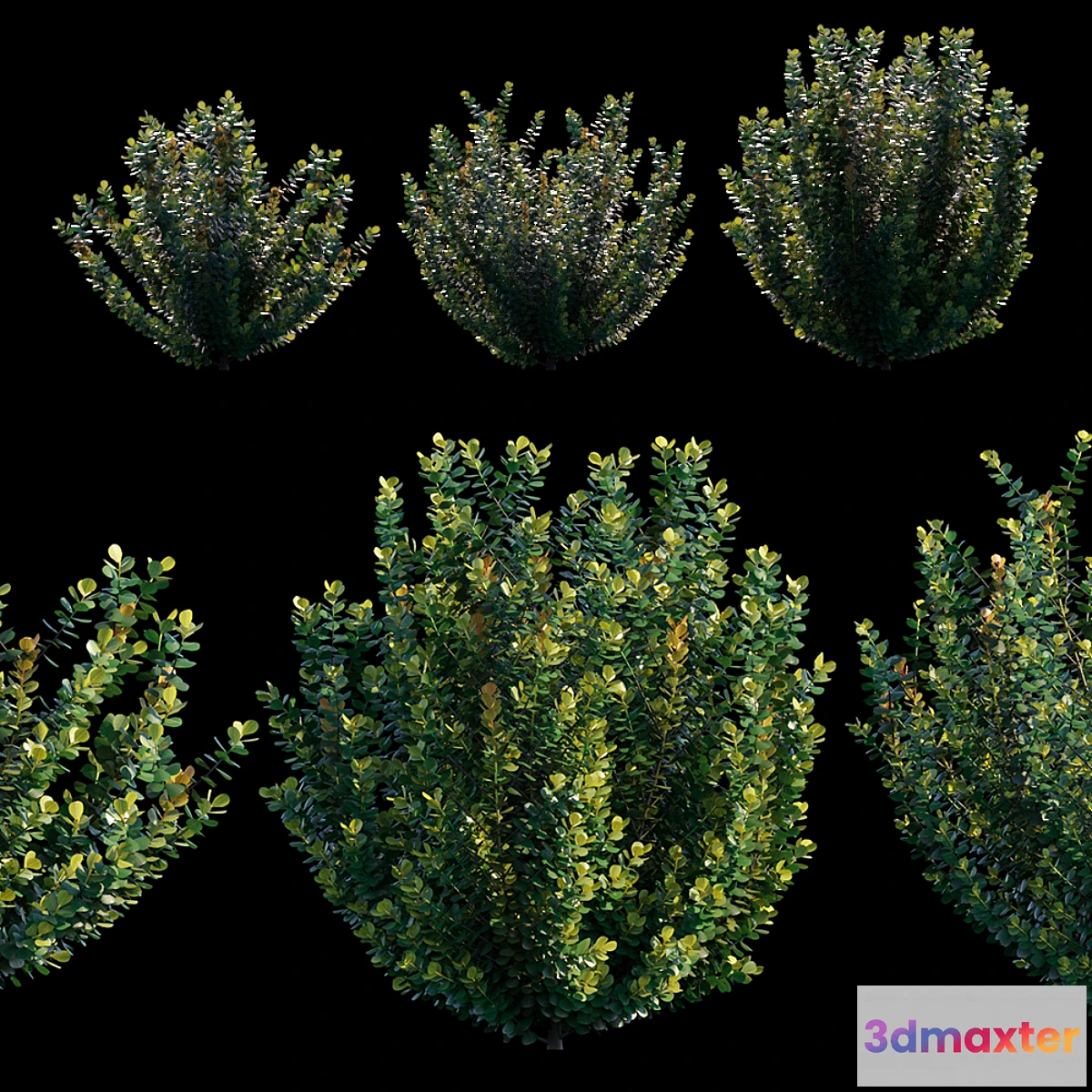 846443 - Common bush - No.2