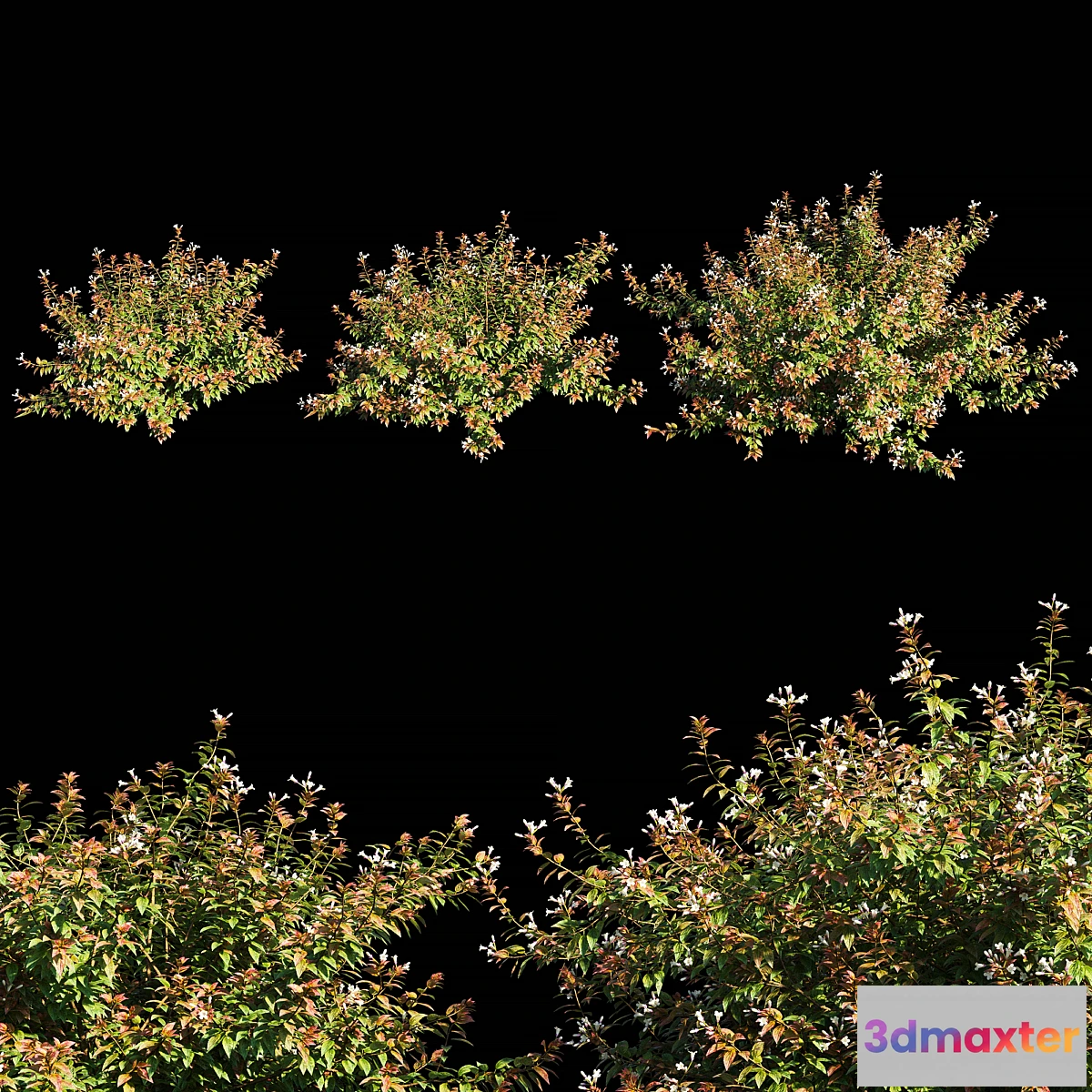 846467 - Abelia x grandiflora with flower - No.2