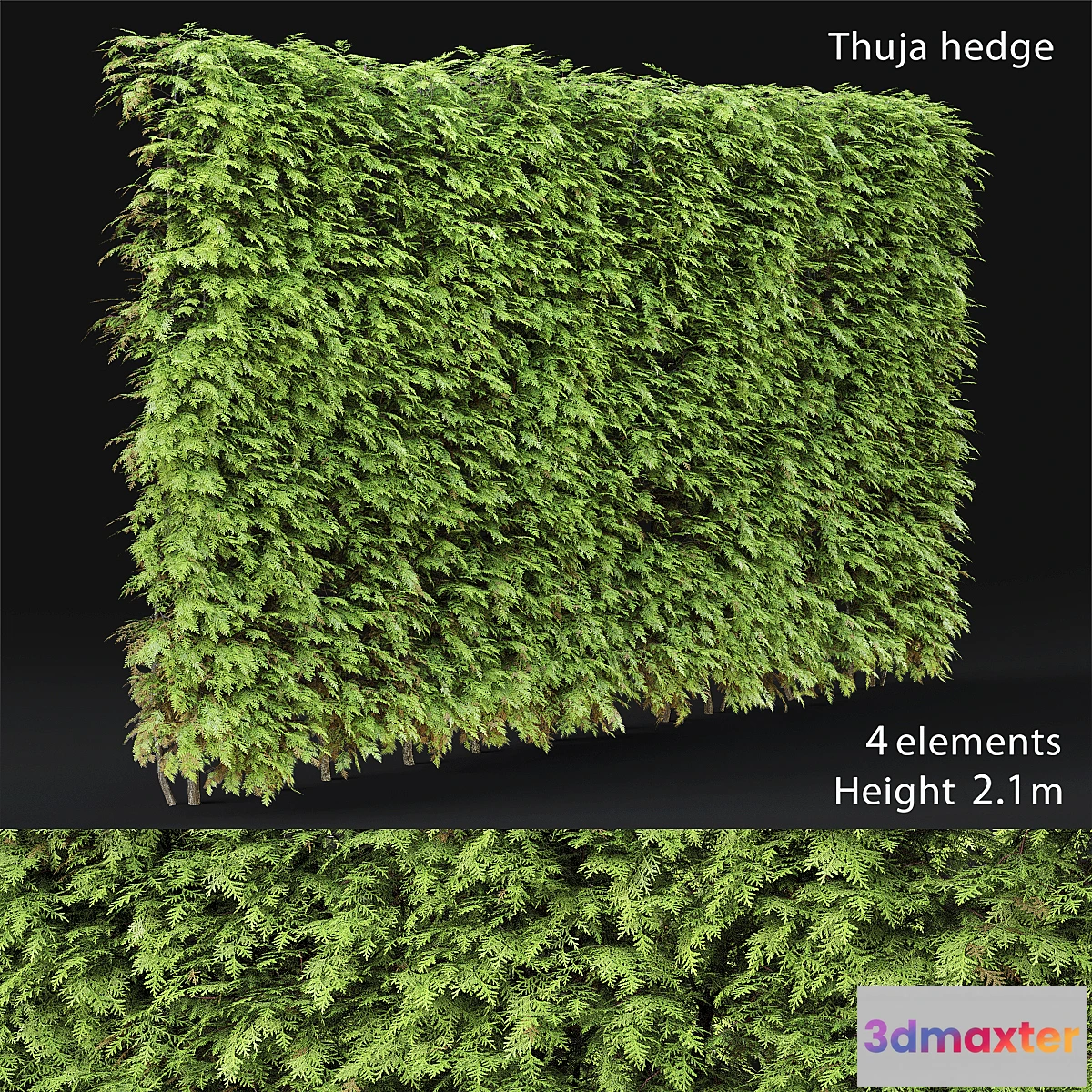 846479 - Thuja hedge - No.5