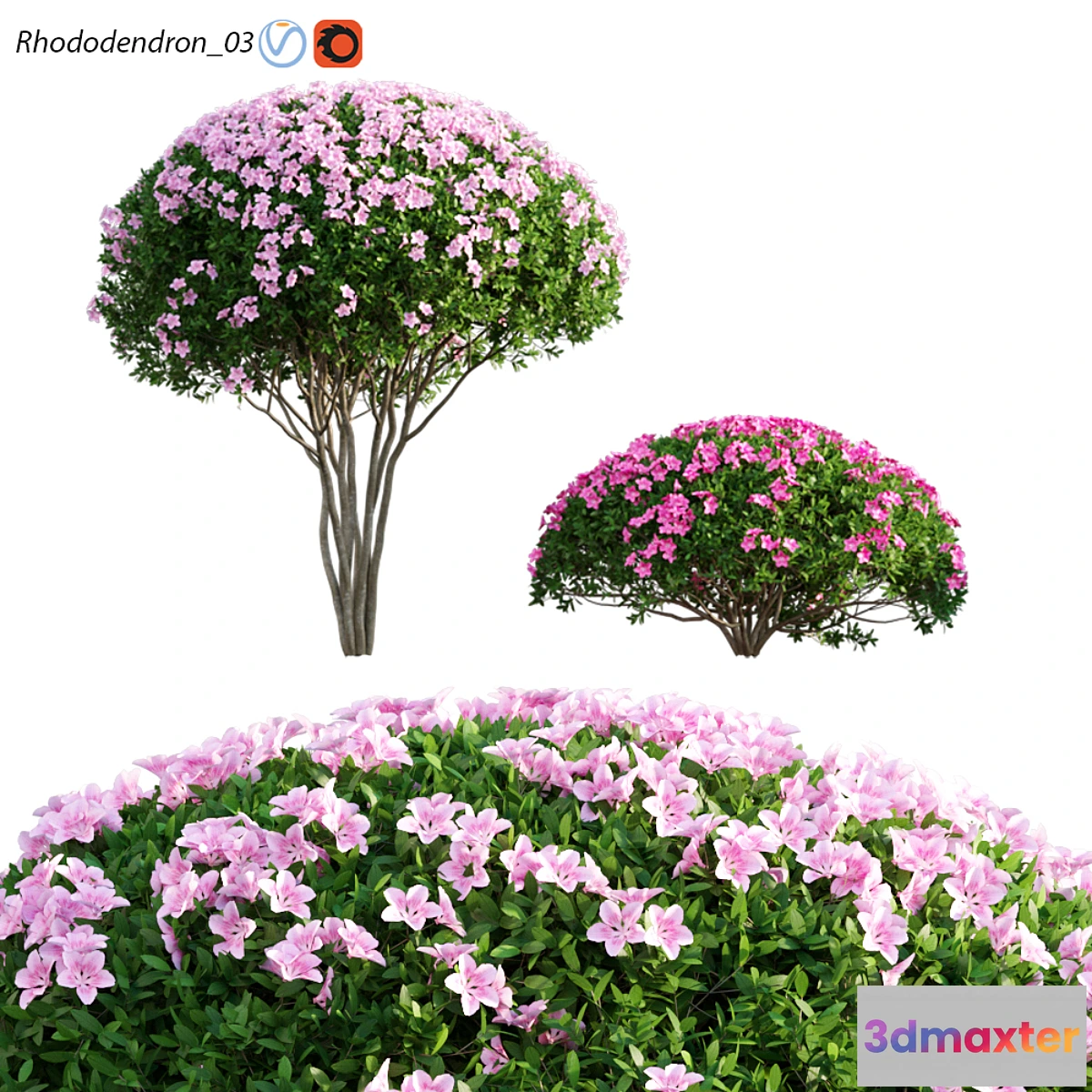 846481 - Rhododendron 03