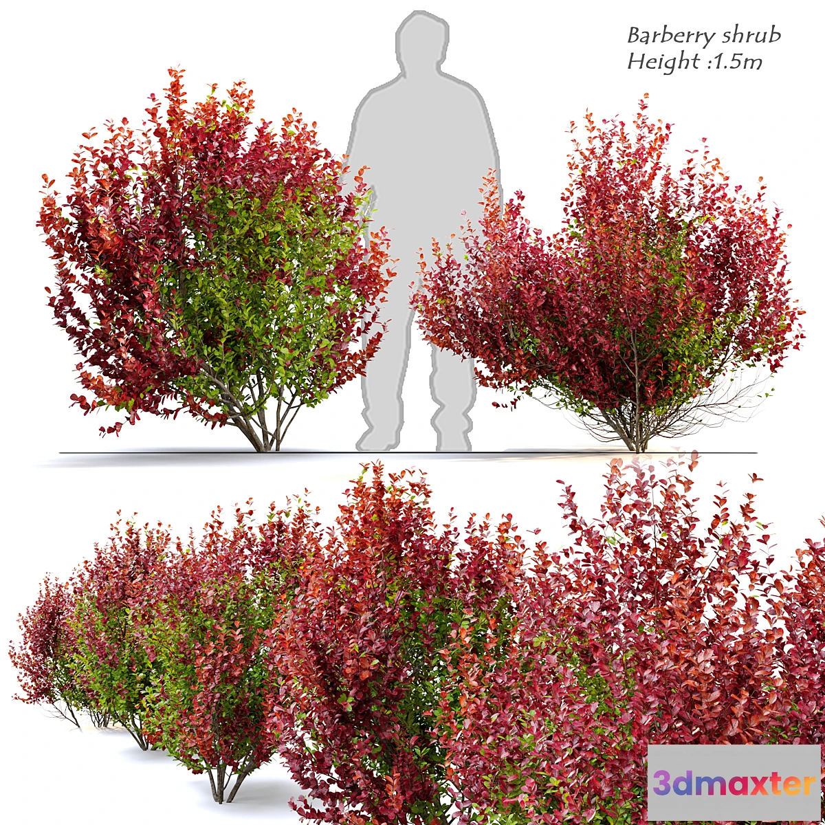 846485 - Barberry shrub