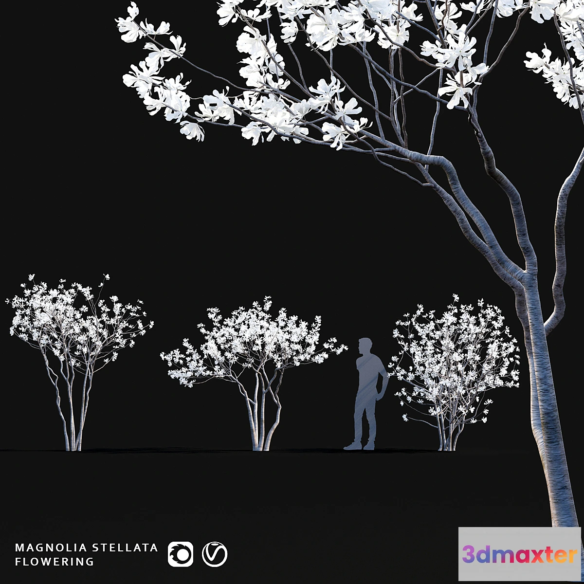 846489 - Star Magnolia  Magnolia stellata flowering