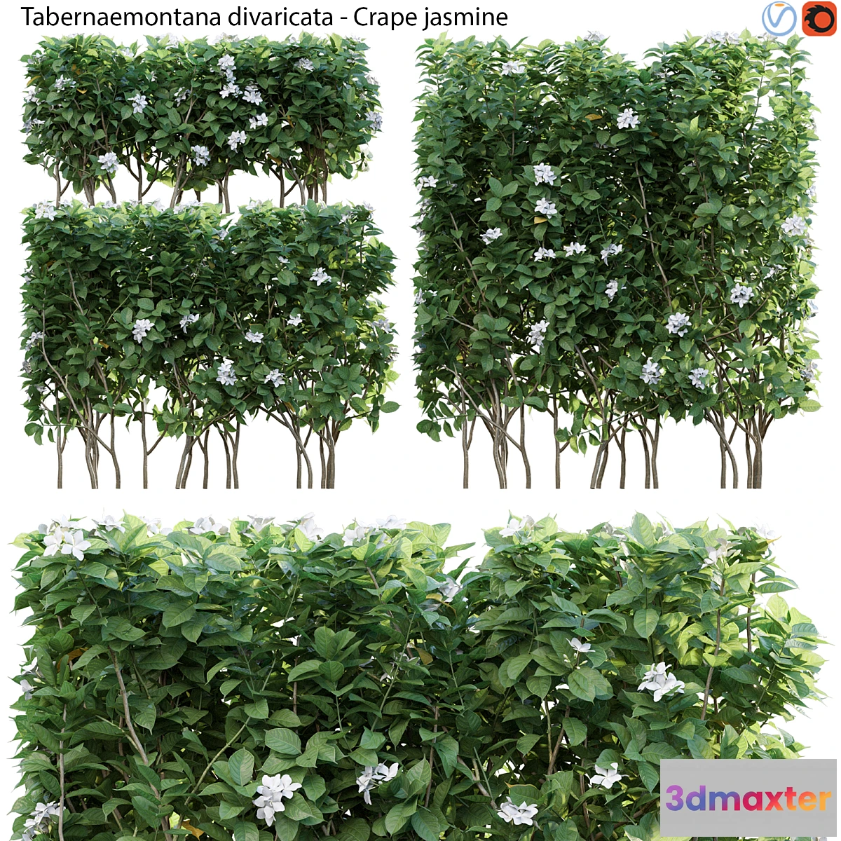 846501 - Tabernaemontana divaricata - Crape jasmine - 03