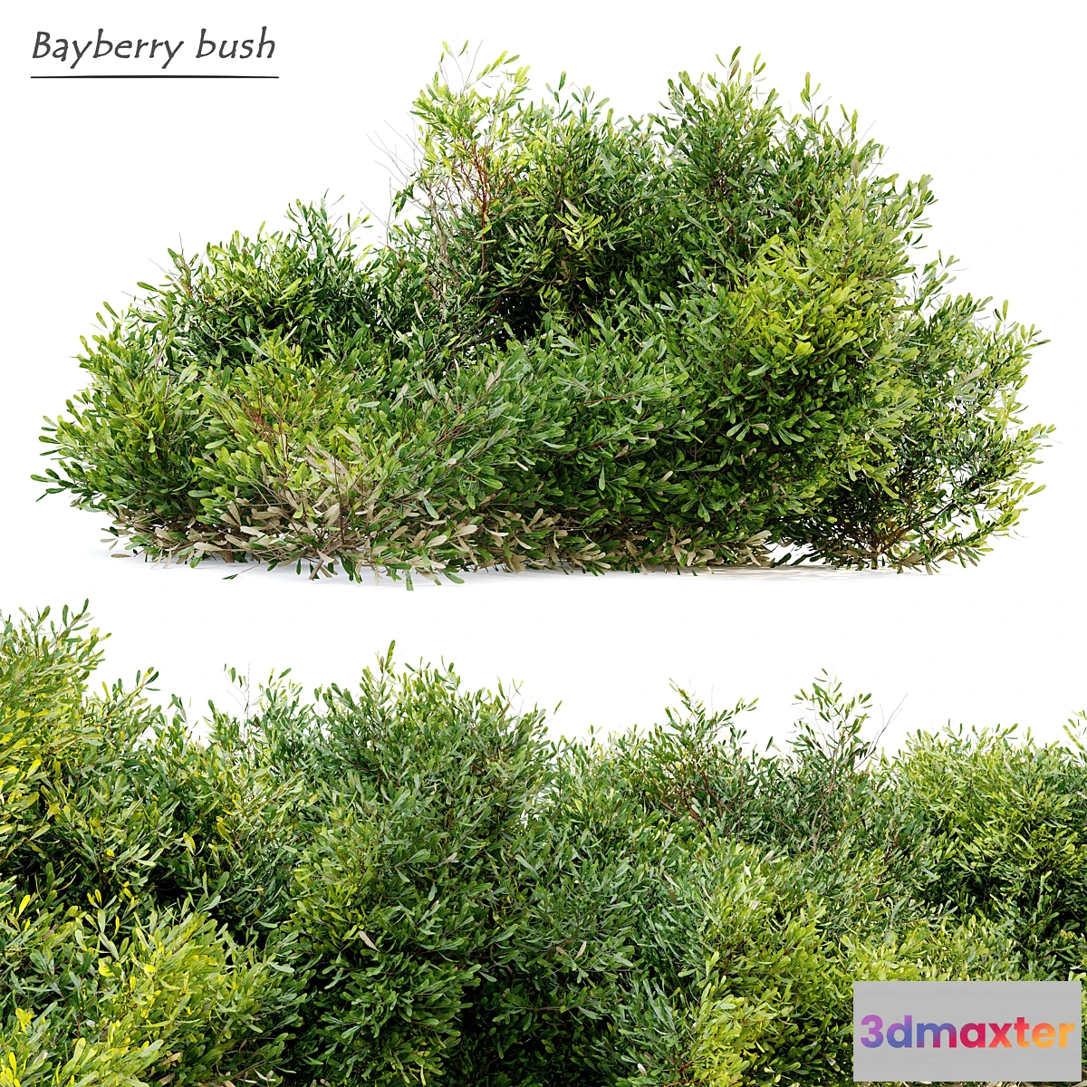 846505 - Bayberry bush