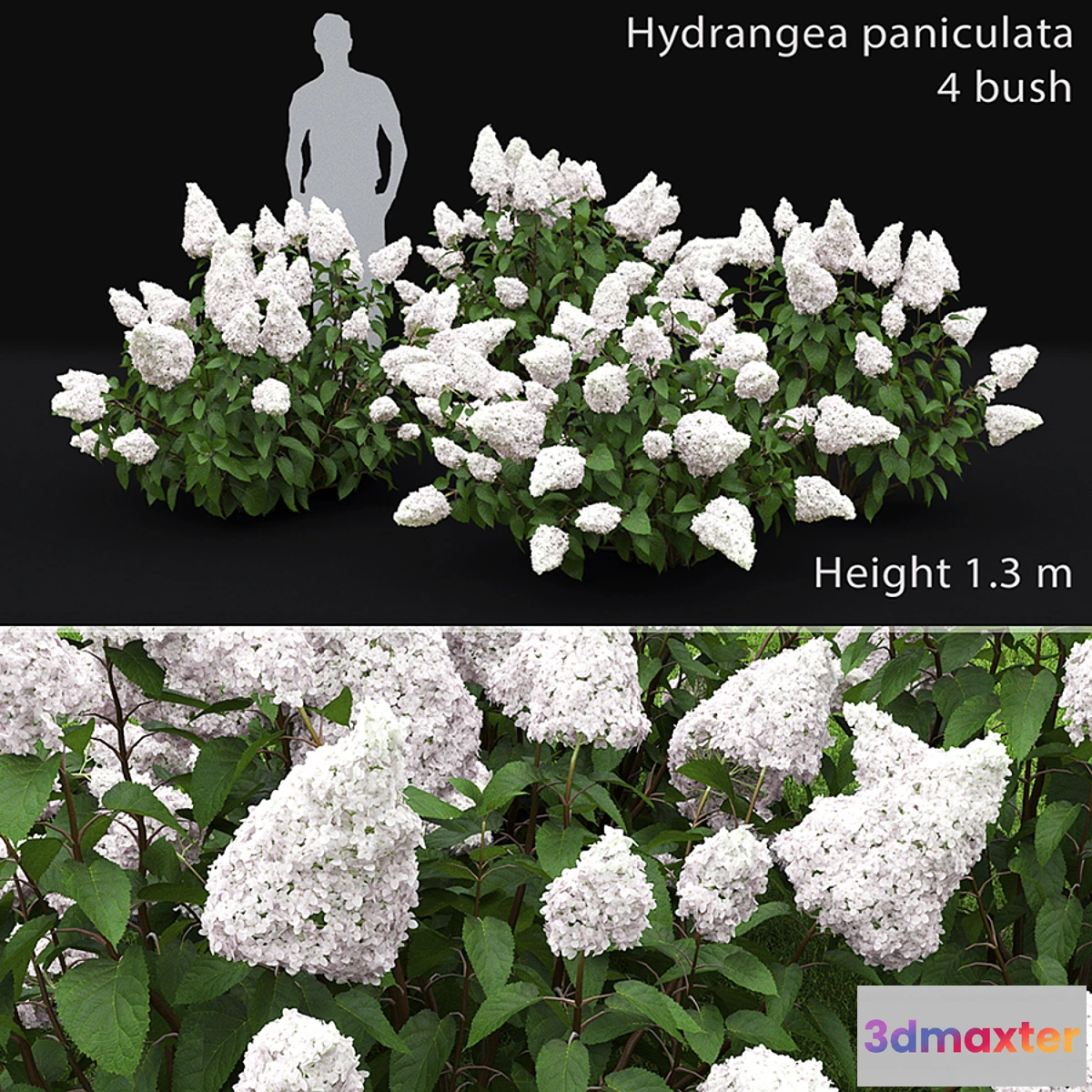846511 - Hydrangea Paniculata - No.4