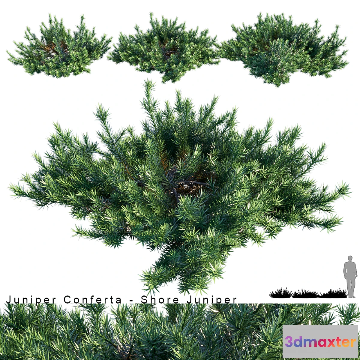 846513 - Juniperus Conferta  Shore juniper