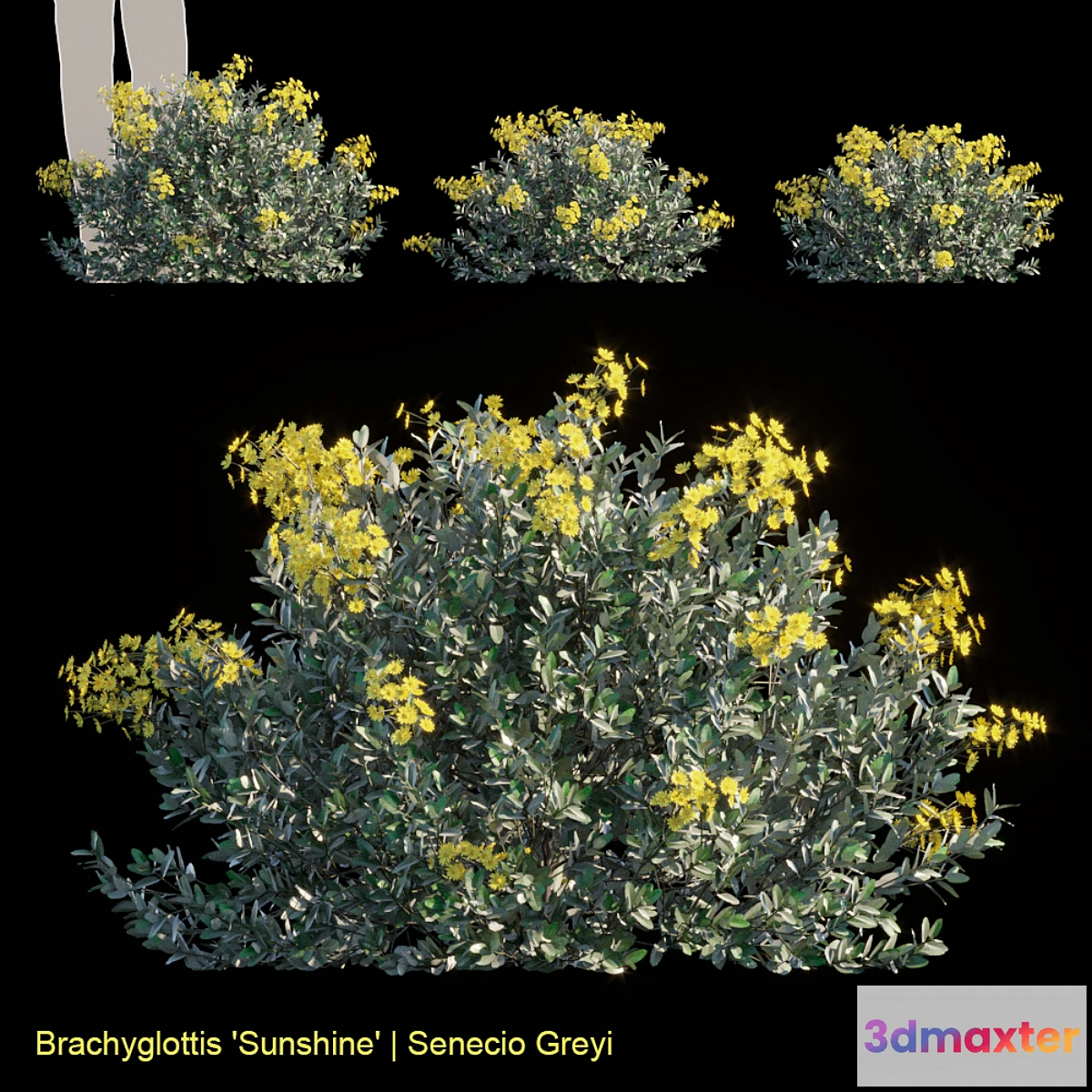 846517 - Brachyglottis Sunshine  Senecio gray