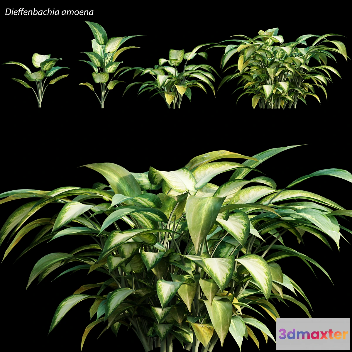 846519 - Dieffenbachia amoena