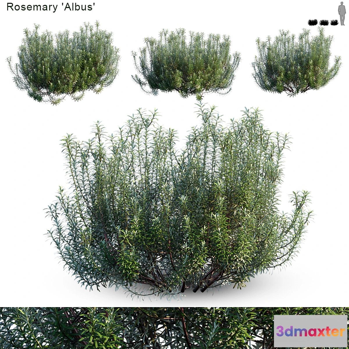 846523 - Rosemary albus