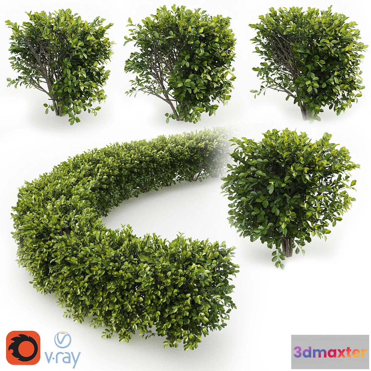 846527 - Cherry laurel