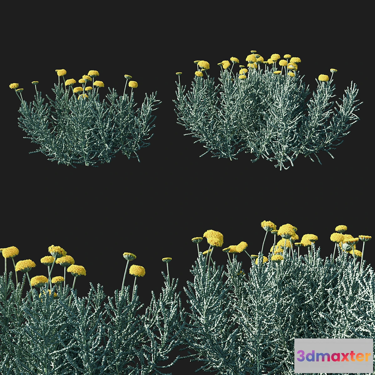 846529 - Santolina chamaecyparissus 02