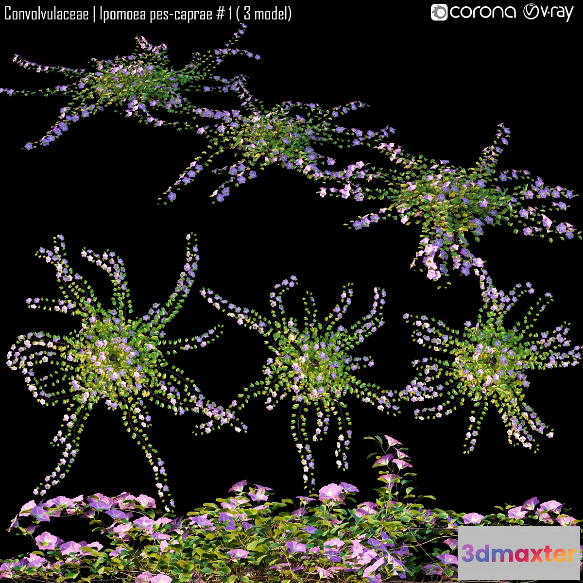 846531 - Convolvulaceae  Ipomoea pes-caprae # 1 (3 model)