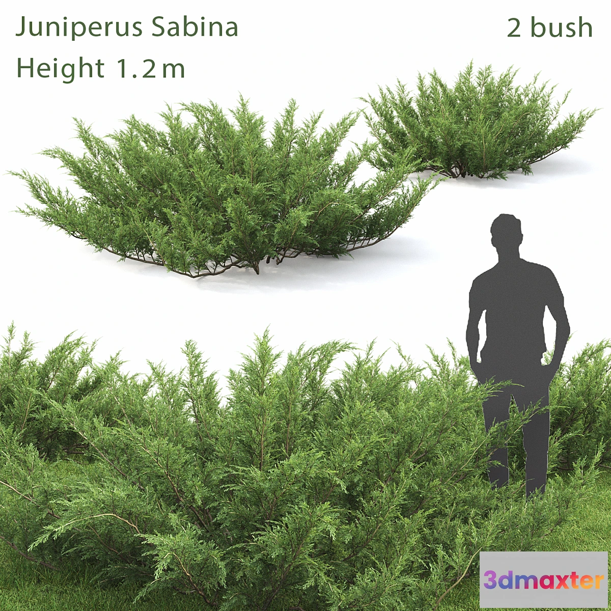 846535 - Juniperus Sabina # 1
