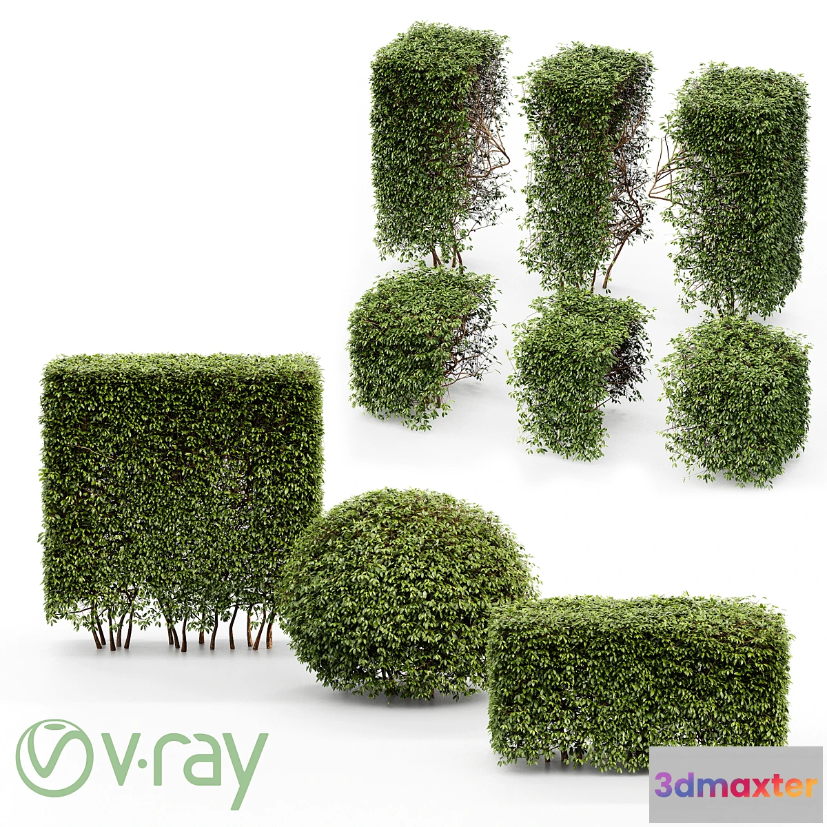 846545 - Dwarf Yaupon Holly - Spherical + Box hedge