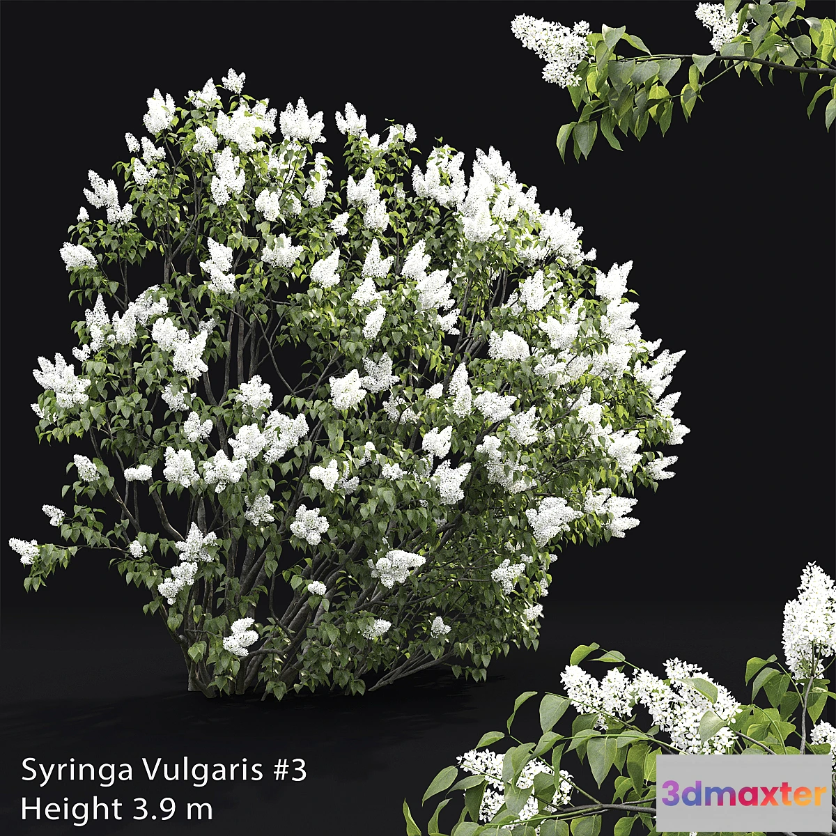 846547 - Syringa vulgaris # 3