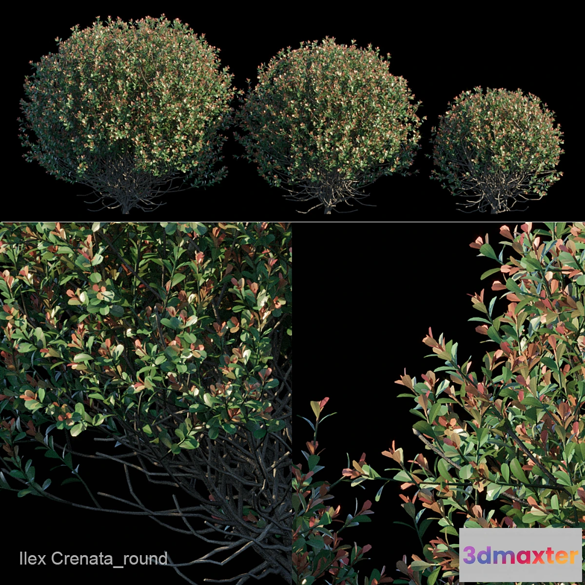 846555 - Ilex Crenata_round bush
