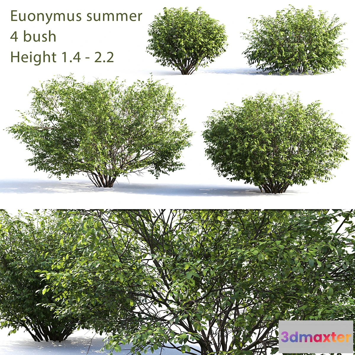 846559 - Euonymus # 4 (Summer) - No.2