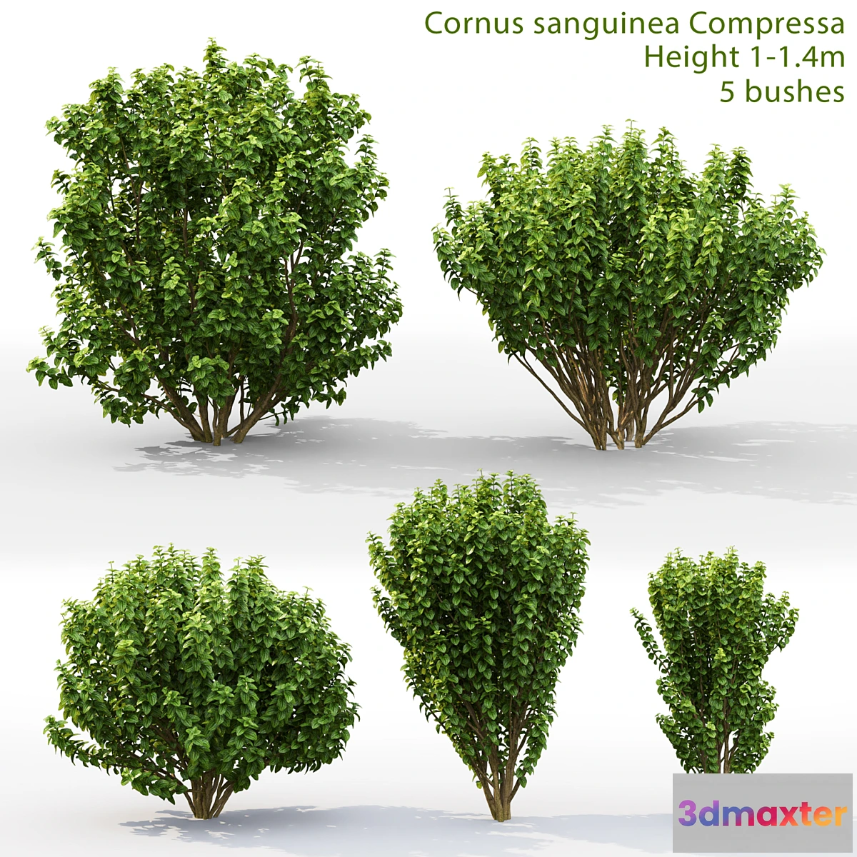 846561 - Cornus sanguinea Compressa # 1