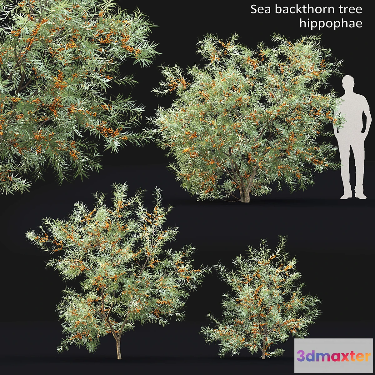 846563 - Sea Buckthorn  Hippophae # 2