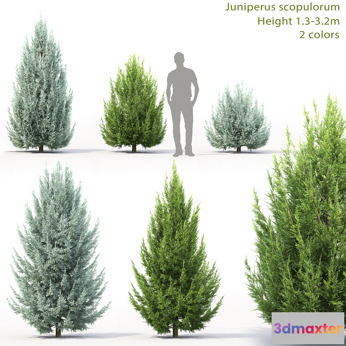 846571 - Juniperus scopulorum # 3