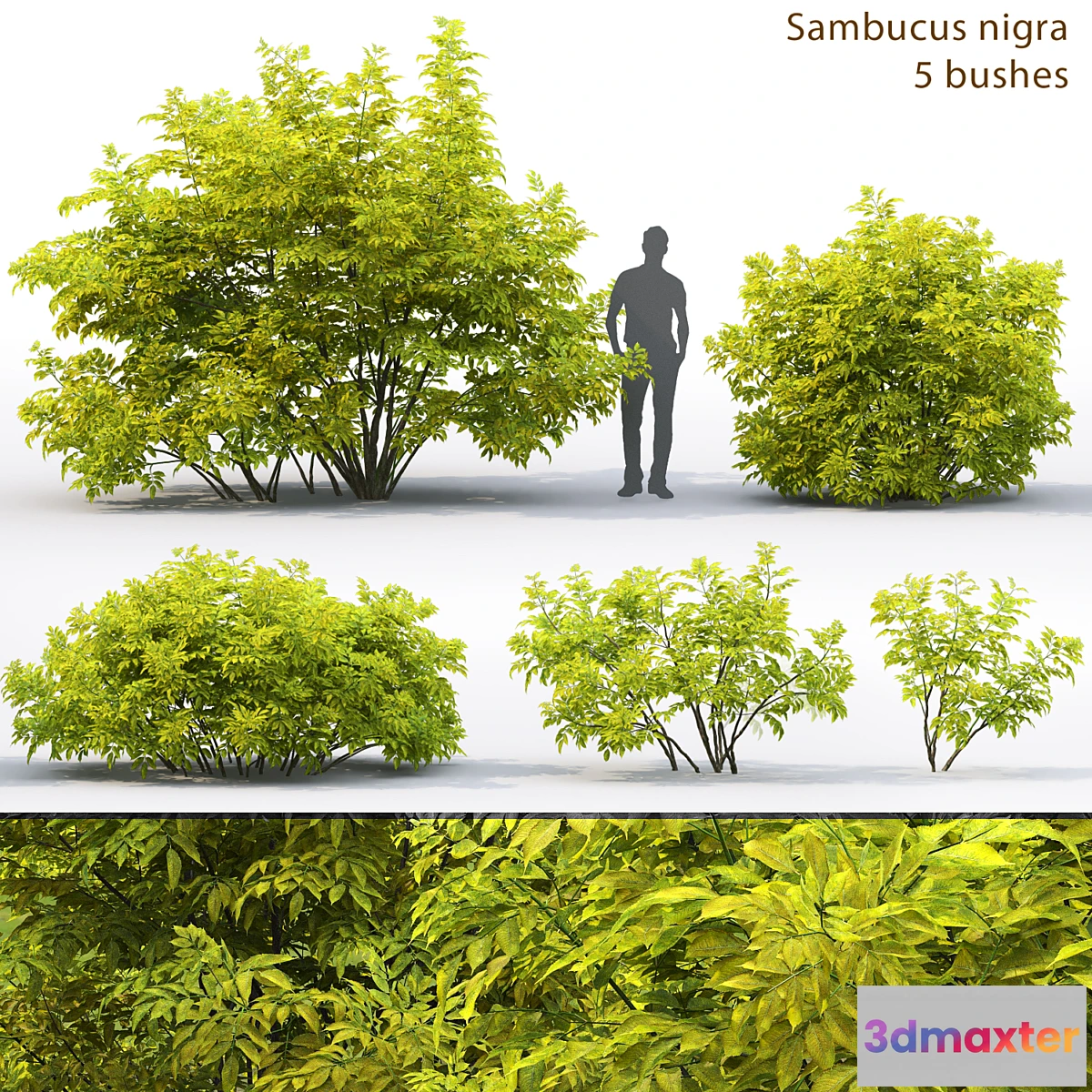 846573 - Elderberry  Sambucus nigra # 2