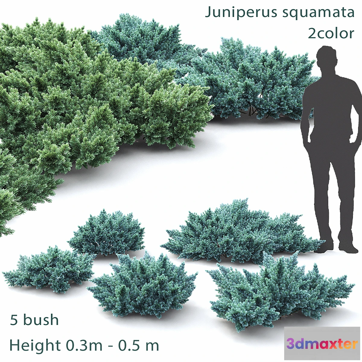 846575 - Juniper squamata # 1 - No.2