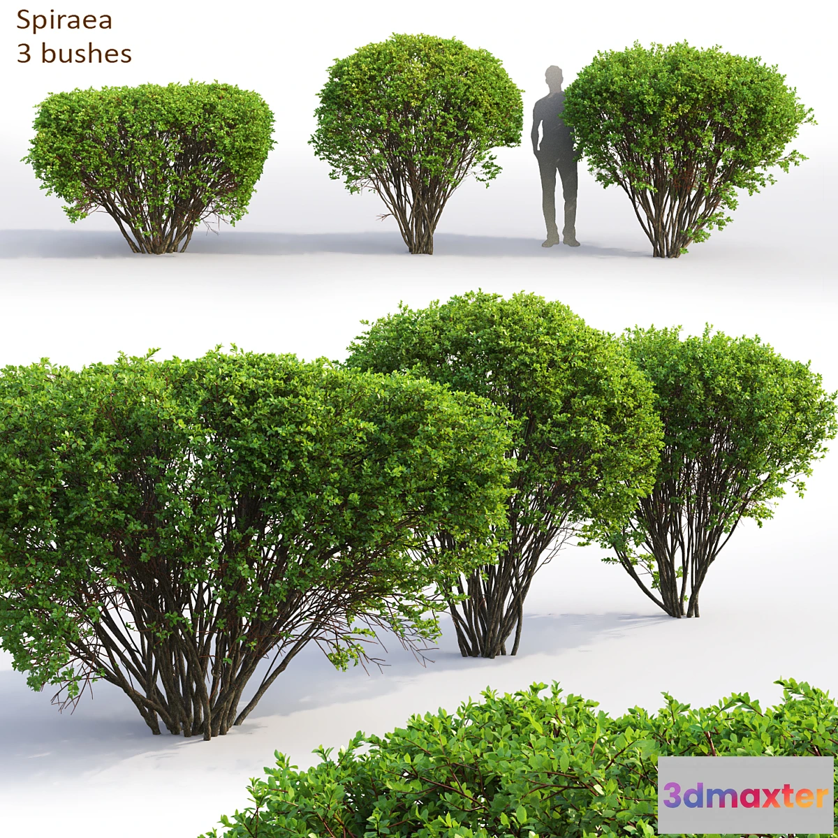 846577 - Spiraea - No.5