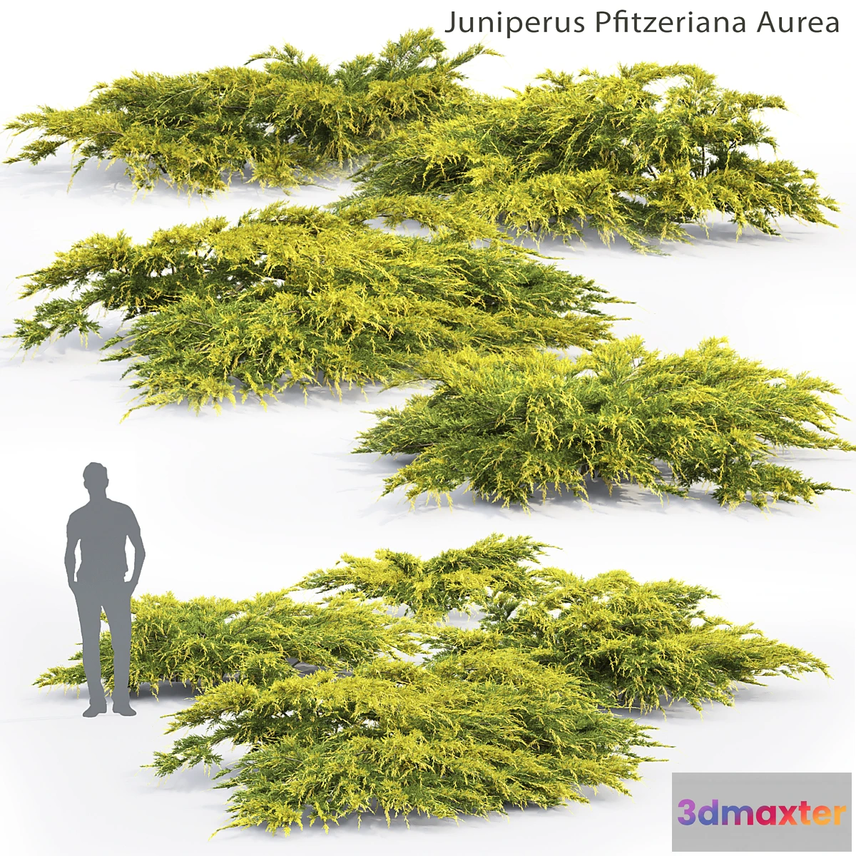 846579 - Juniperus Pfitzeriana Aurea # 2