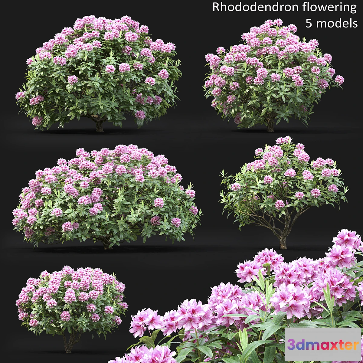 846581 - Rhododendron