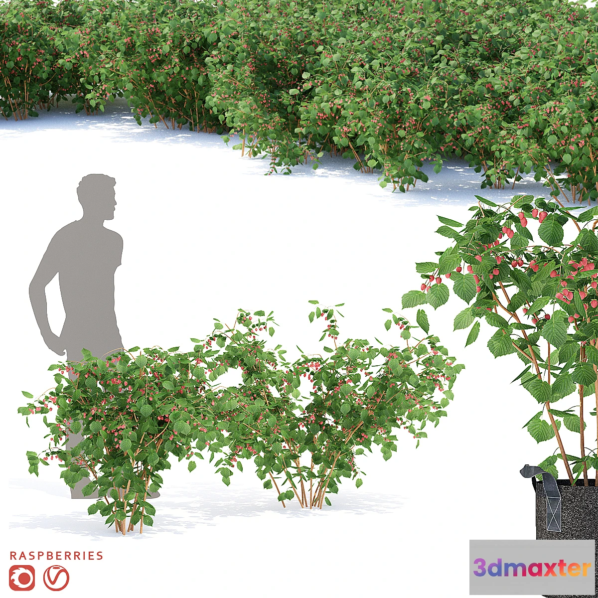 846583 - Raspberry bushes  Raspberries