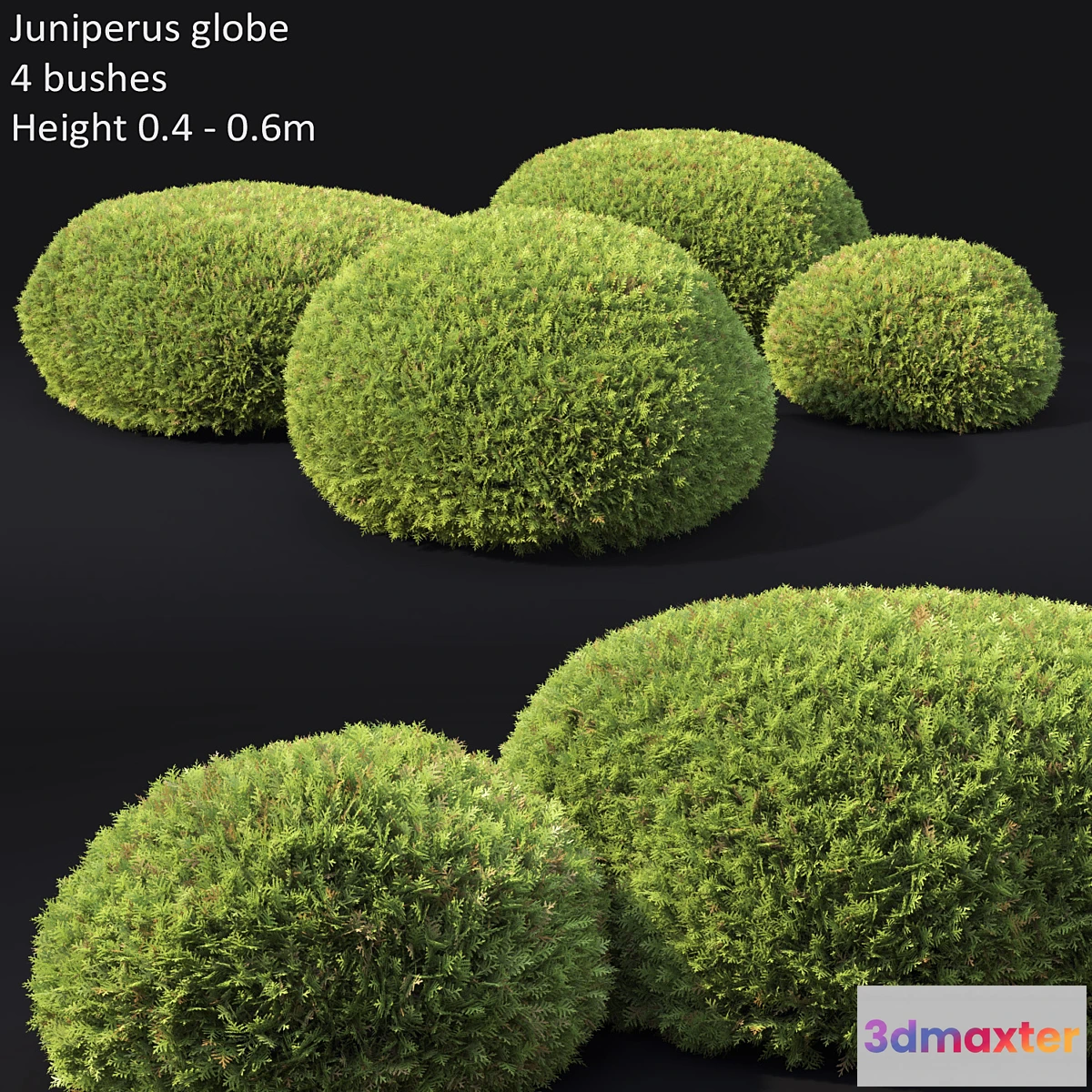 846587 - Juniperus Globe - No.2