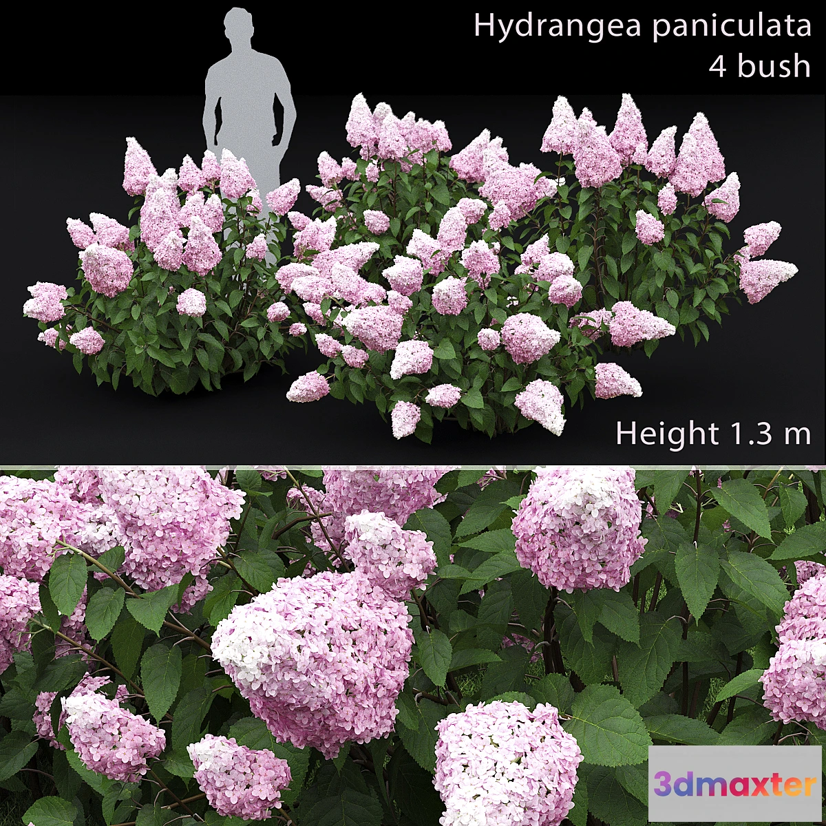 846593 - Hydrangea paniculata - No.5