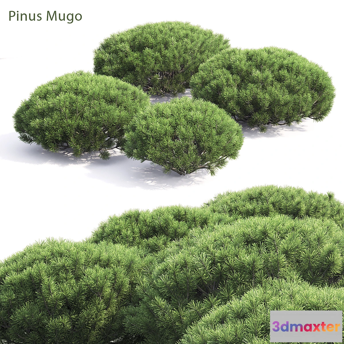 846595 - Pinus Mugo - No.2