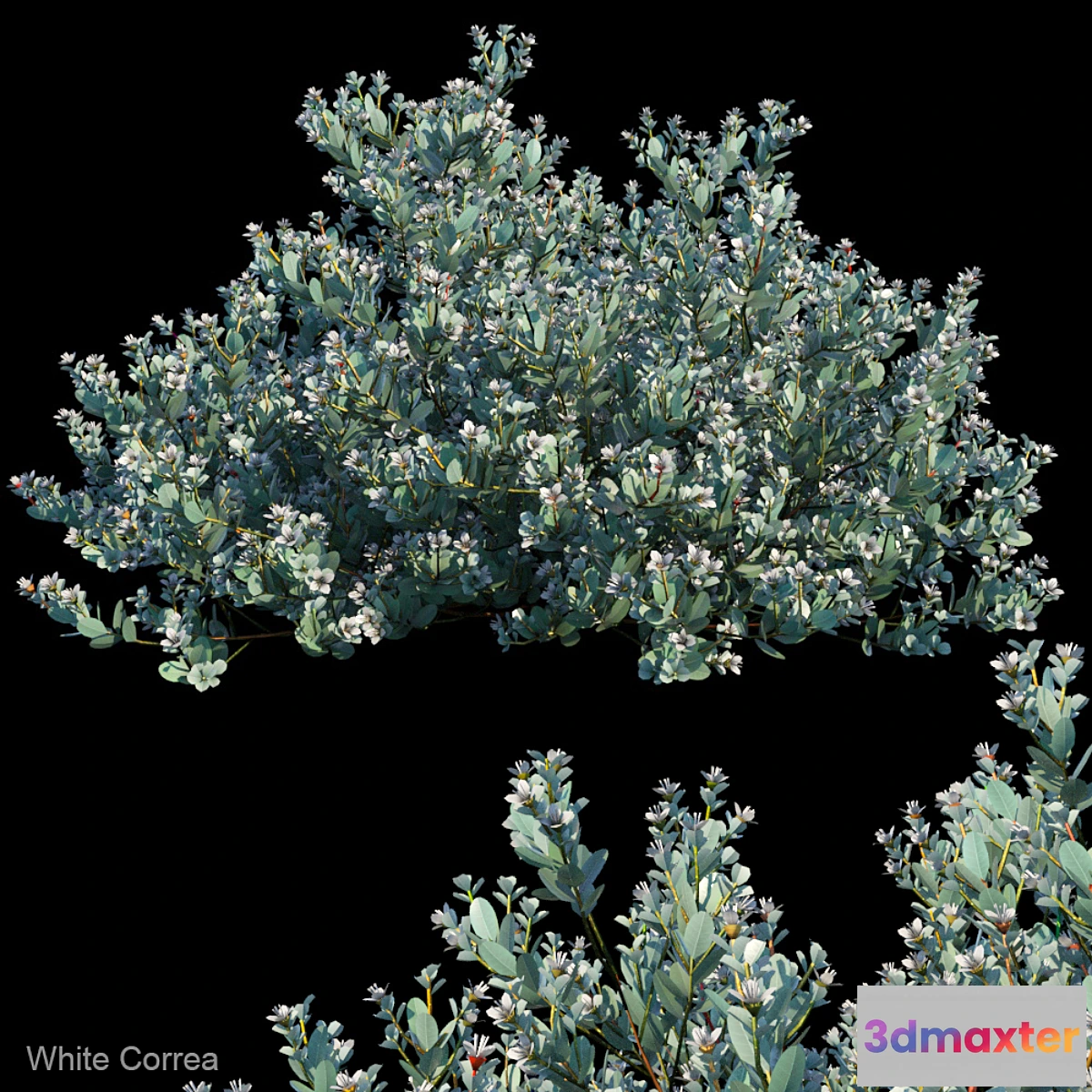 846603 - White correa