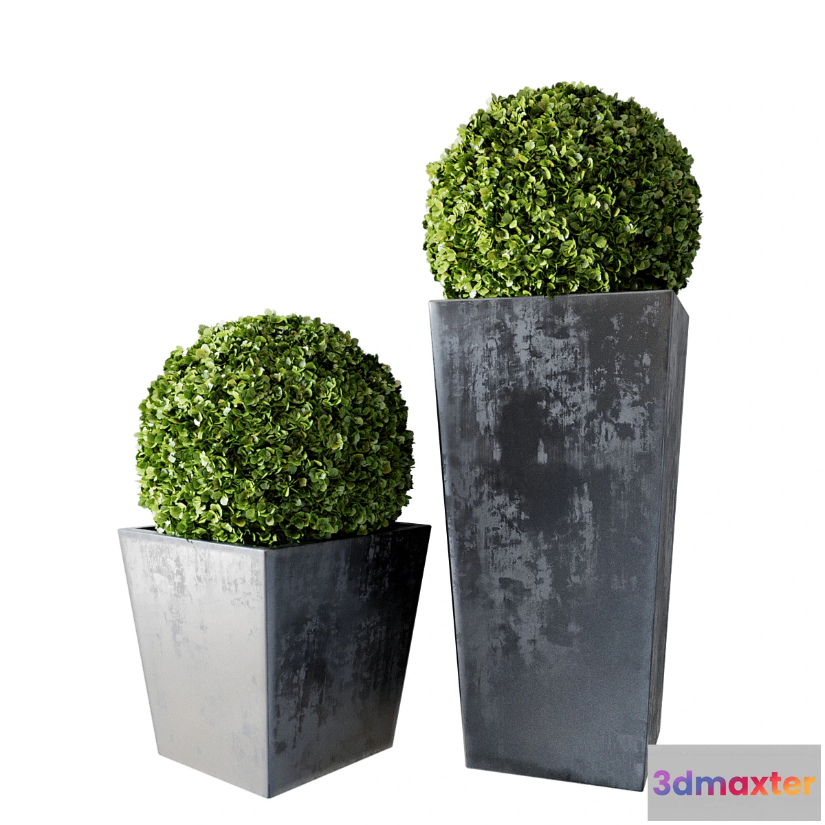 846607 - Boxwood Set 01