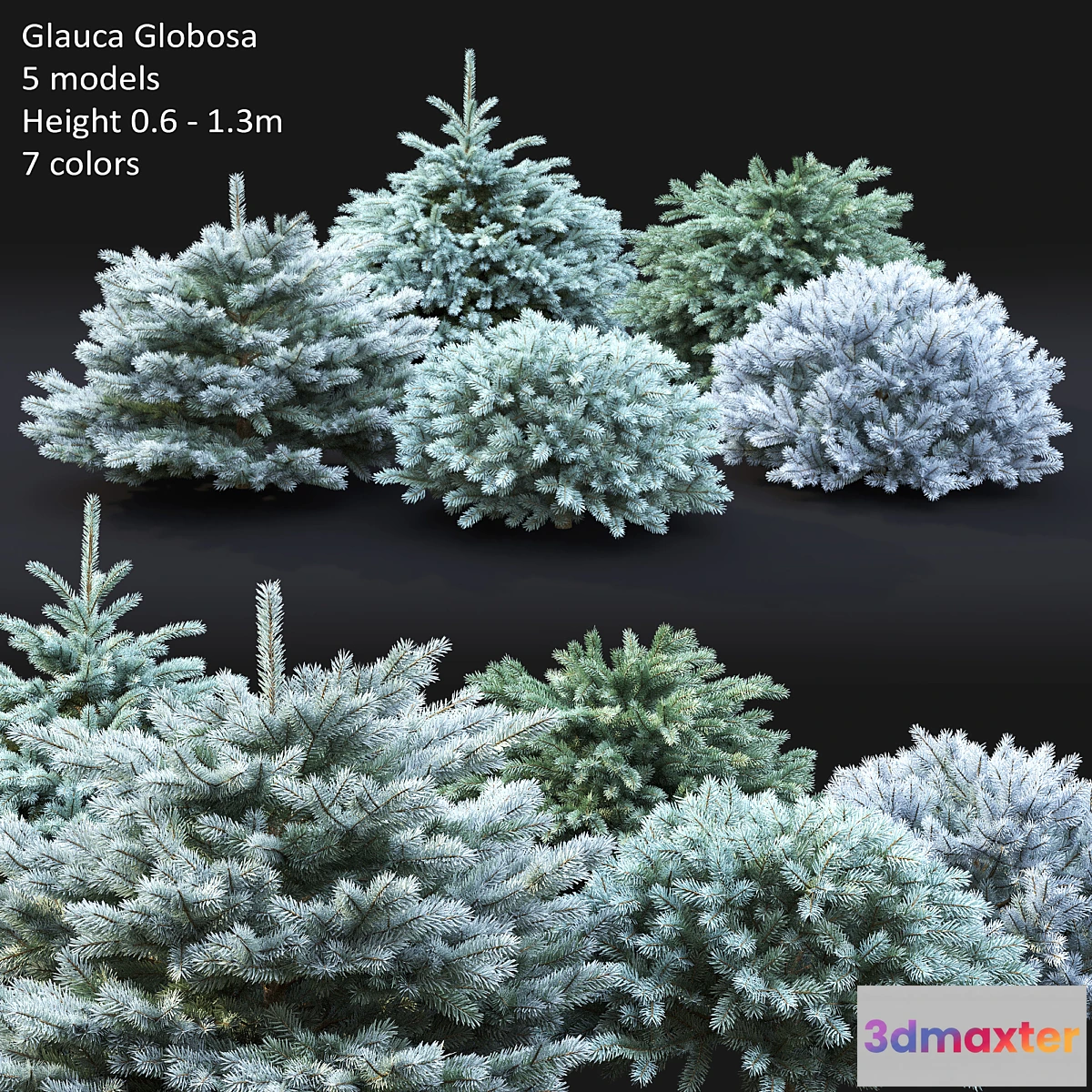 846611 - Spruce - No.36