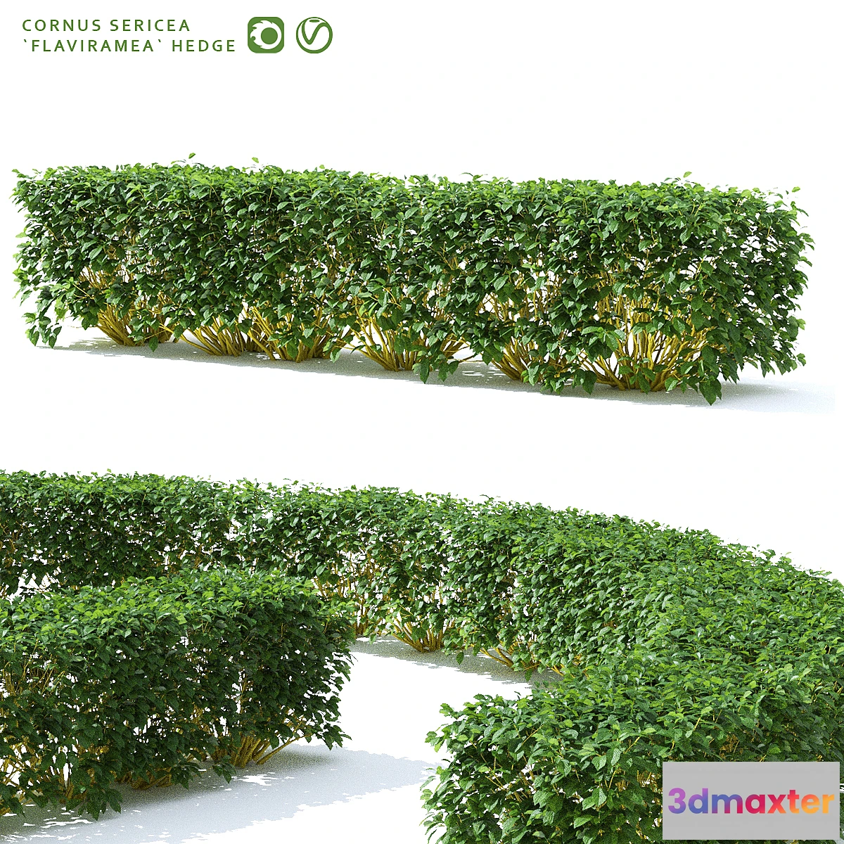 846613 - Derain hedge  Cornus sericea `Flaviramea`